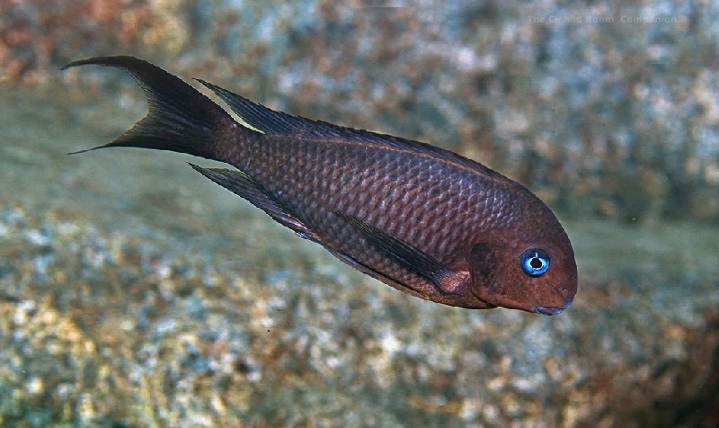 Tropheus polli 'Kasongola'